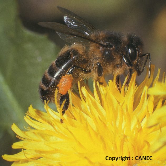 © honey house - CANEC