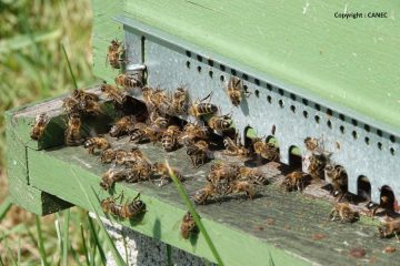 © honey house - CANEC