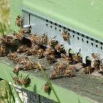 © honey house - CANEC