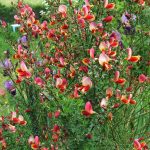 © Mini Camping Les Fayes - Jansen Rosalinda