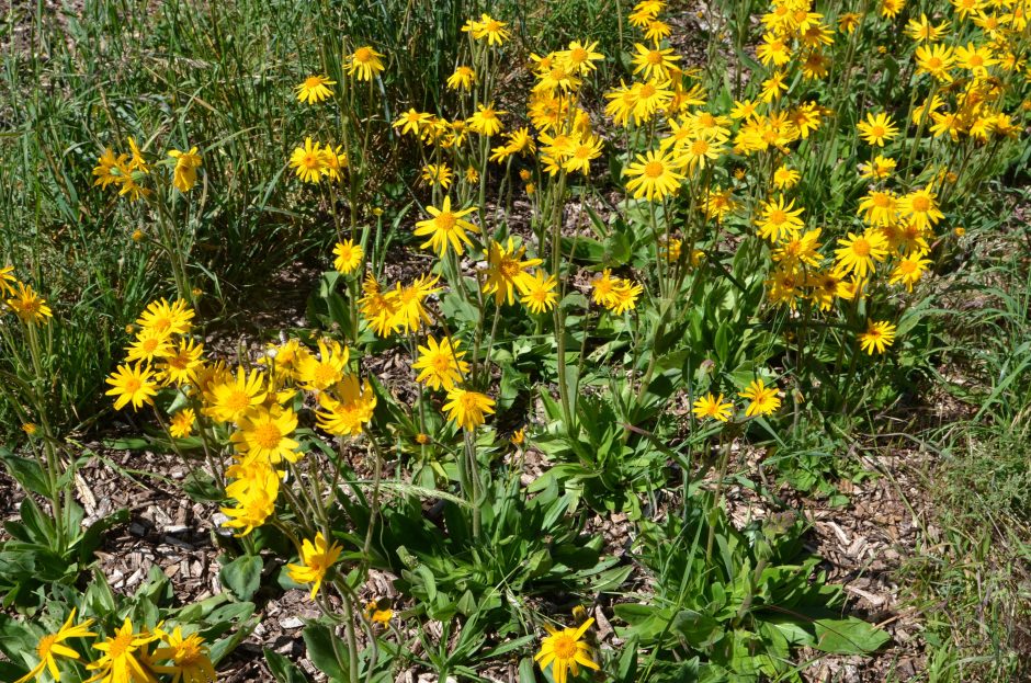 © Farm The sun of the little blue - Ferme Le soleil des P'tits bleus