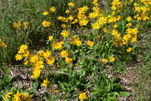 Farm The sun of the little blue