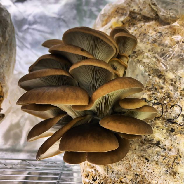 © The gourmet barn - La grange gourmande