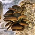 © The gourmet barn - La grange gourmande