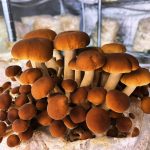 © The gourmet barn - La grange gourmande