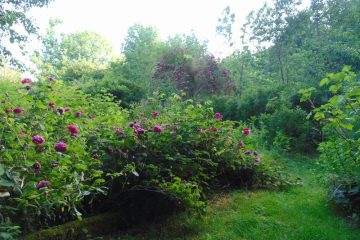 © Herbal Teas - Berger-Michel