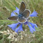 © Herbal Teas - Berger-Michel