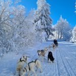 © Sled dogs and discovery tours - Taïga Aventure - Avice