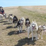 © Sled dogs and discovery tours - Taïga Aventure - Avice
