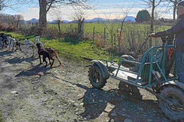 © Dogsled ride - Enola Sled Dogs - JF