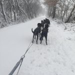 © Dogsled ride - Enola Sled Dogs - Cette photo m'appartient 