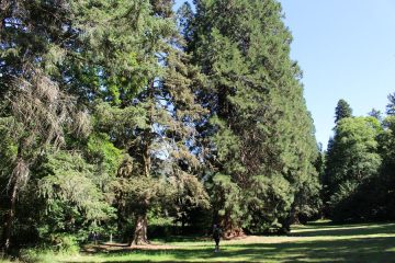 © Arboretum of the Thermal Park - OT Combrailles