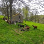 © Breeding of Chèvres du Crest goats - Pirard