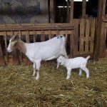 © Breeding of Chèvres du Crest goats - Pirard