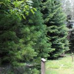 © Arboretum of the Wood des Brosses - OT Combrailles